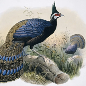 Polyplectron napoleonis, Palawan peacock-pheasant