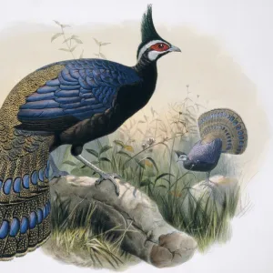 Polyplectron napoleonis, Palawan peacock-pheasant