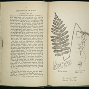 Polypodium vulgare, fern