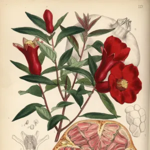 Pomegranate, Punica granatum