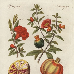 Pomegranate, Punica granatum, fruit