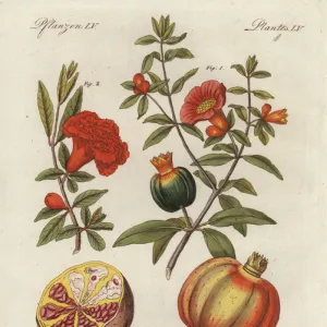 Pomegranate, Punica granatum, fruit