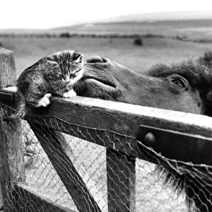 Pony and Kitten