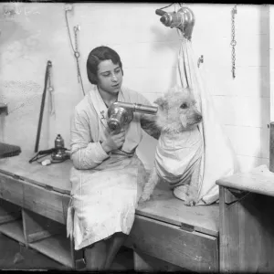 Poodle Parlour 1930S