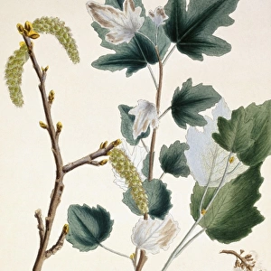 Populus alba L. DCXIV, white poplar