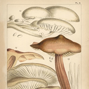 Porcelain, spindleshank, oyster mushroom and fairy fingers