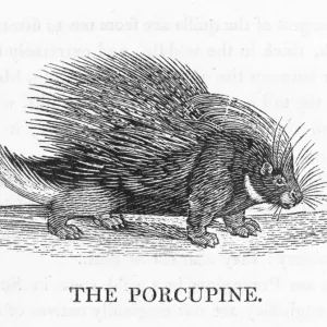 Porcupine (Bewick)