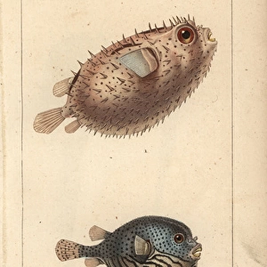 Porcupinefish, Diodon holocanthus, and pufferfish