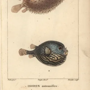 Porcupinefish, Diodon holocanthus, and pufferfish