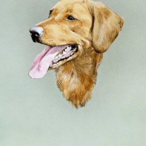 Portrait of a Golden Labrador