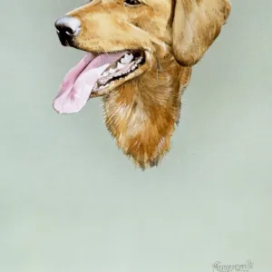 Portrait of a Golden Labrador