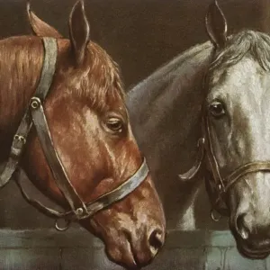 Portrait of two horses Portrait of two horses