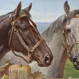 Portrait of two horses Portrait of two horses