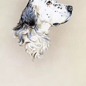 Portrait painting of an English Setter Dog