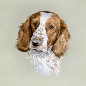 Portrait painting of a spaniel