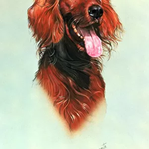 Portrait of a Red Setter