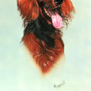 Portrait of a Red Setter