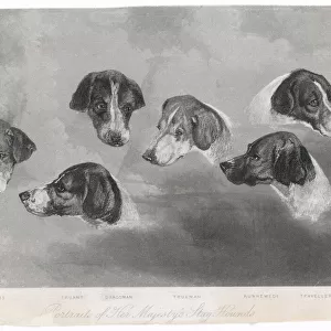 Portraits of Royal Dogs
