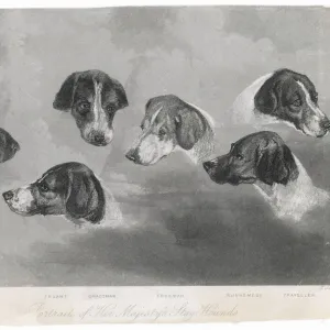 Portraits of Royal Dogs