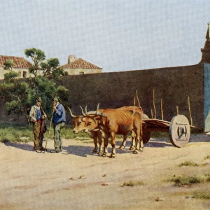 Portuguese Ox-Cart