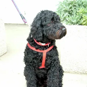 Portuguese water dog