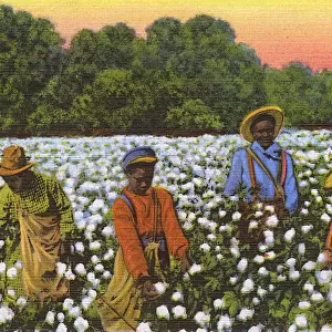Postcard booklet, workers in the cotton fields, USA