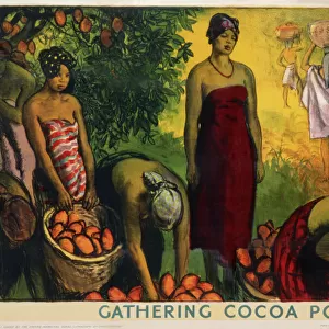 Poster depicting cocoa pod gathering