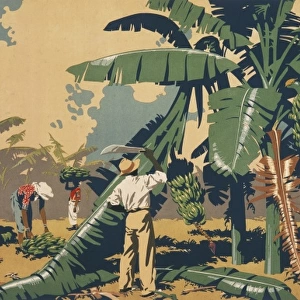 Poster depicting people cutting bananas in Jamaica