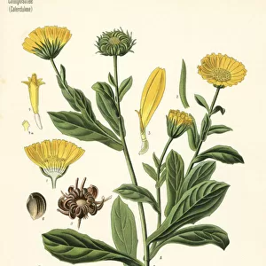 Pot marigold, Calendula officinalis