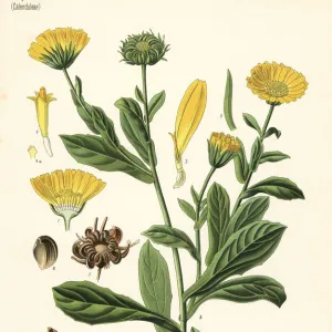 Pot marigold, Calendula officinalis