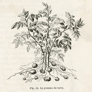 Potato Plant 19C