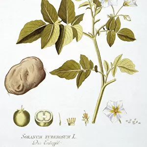 Potato, Solanum tuberosum