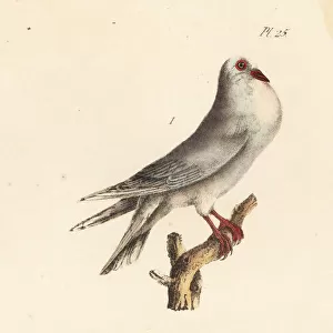 Pouter pigeon and Jacobin pigeon