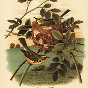 Prairie warbler, Setophaga discolor