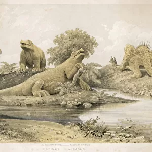 Prehistoric Animals Cp