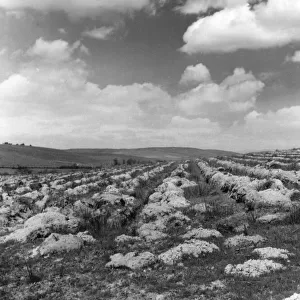 The preliminary ploughing of fallow land, prior to afforestation, at St