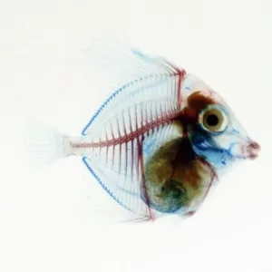 Preserved Fish Preserved Fish