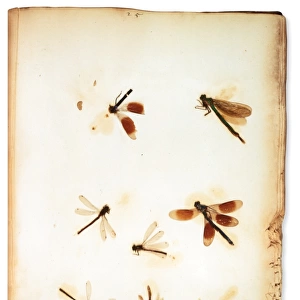 Pressed insects, mounted by botanist Leonard Plukenet (1642