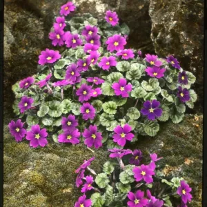 Primula Juliae (Juliana Primrose)