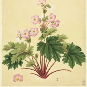 Primula sinensis