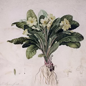 Primula vulgaris, common primrose