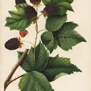 Primus blackberry, Rubus ursinus x Rubus crataegifolius