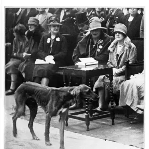 Princess Arthur of Connaught Ladies Kennel Association show