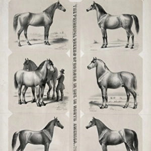 The Principal breeds of horses in use in North America Dedic