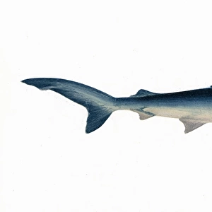 Prionace glauca, or blue shark