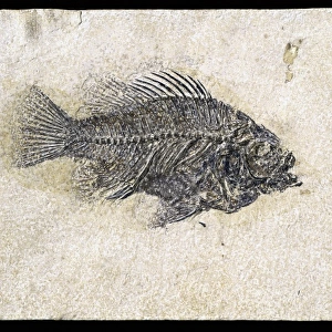 Priscacara clivosa, fossil fish