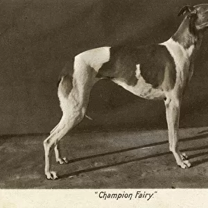 Prizewinning greyhound, Champion Fairy