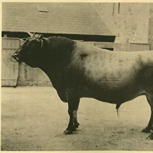 Prizewinning Jersey bull