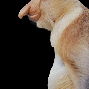 Proboscis / Long-nosed MONKEY - side view of face
