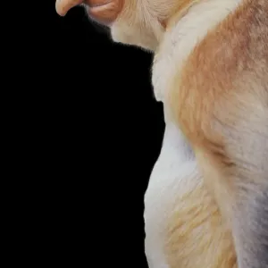 Proboscis / Long-nosed MONKEY - side view of face